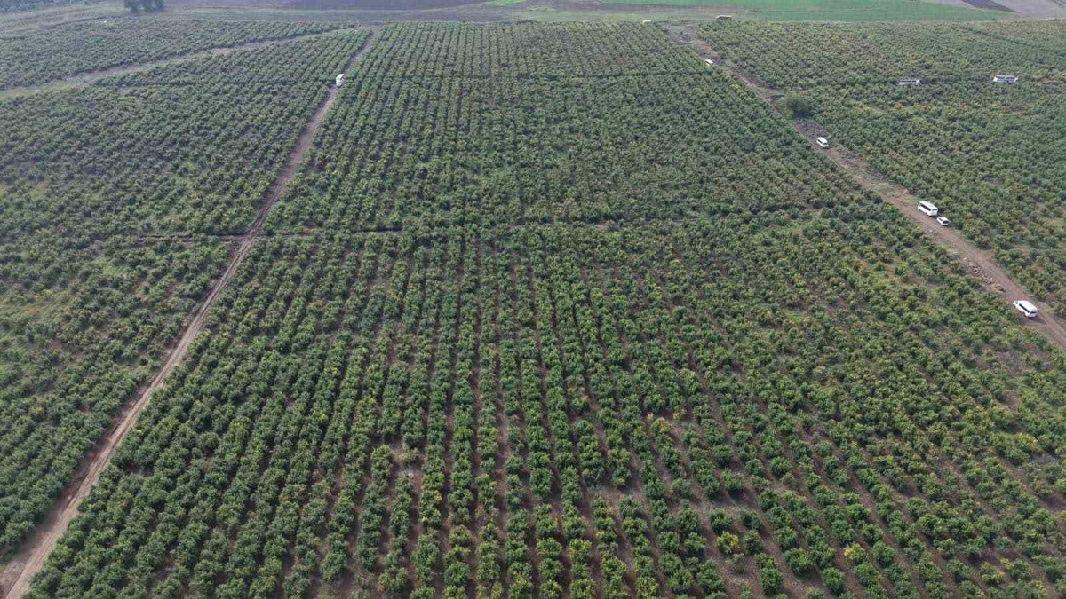 Osmaniye'de 600 dönümlük nar bahçesinde hasat yağışlar nedeniyle gecikti