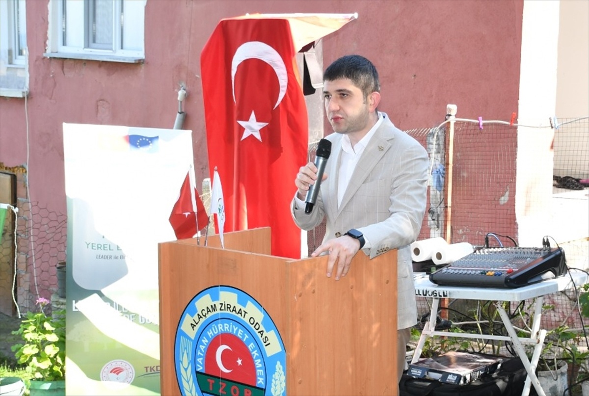 Samsun Alaçam'da zeytin hasadı etkinliği düzenlendi, 5 bin fidan dağıtımı planlanıyor