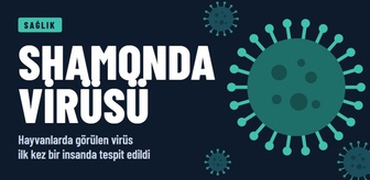 Shamonda virüsü ölümcül mü, tedavisi var mı, Türkiye’de Shamonda virüsü var mı? Shamonda hangi hayvandan nereden, nasıl bulaşır?