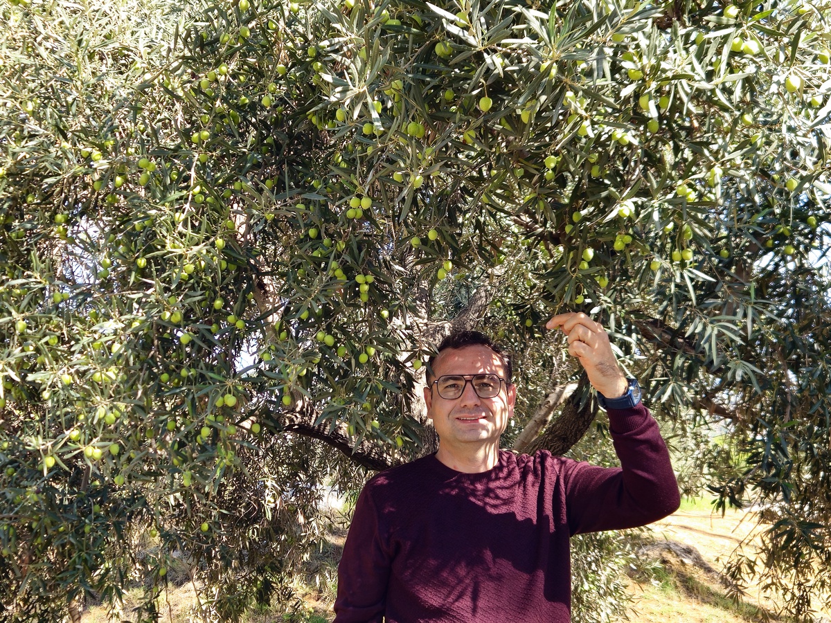 Antalya'da zeytin hasadı başladı, yüzde 40 artışla 70 bin ton üretim bekleniyor