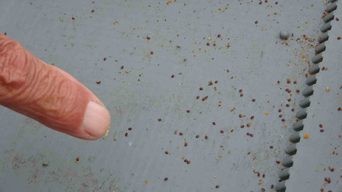 Ardahan'da arıcılara kış öncesi varroa ve kovan kontrolü uyarısı yapıldı