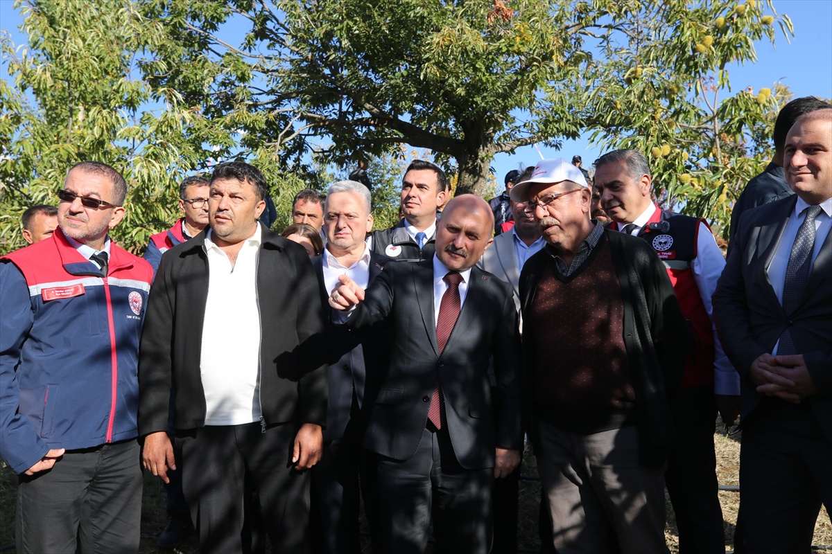 Aydın Valisi Varol, Köşk'te kestane topladı, 25 bin 500 ton üretimi vurguladı