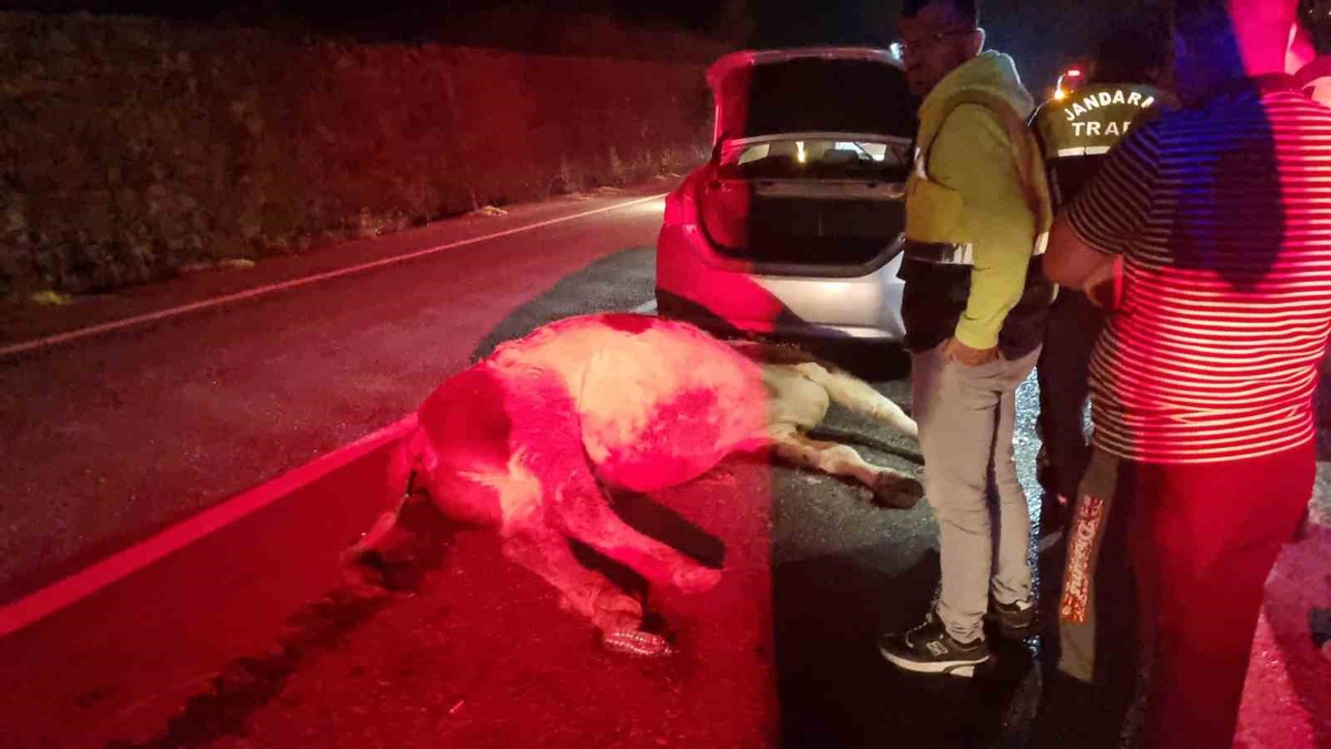 Bartın'da otomobil büyükbaş hayvana çarptı, sürücü yaralandı, hayvan telef oldu