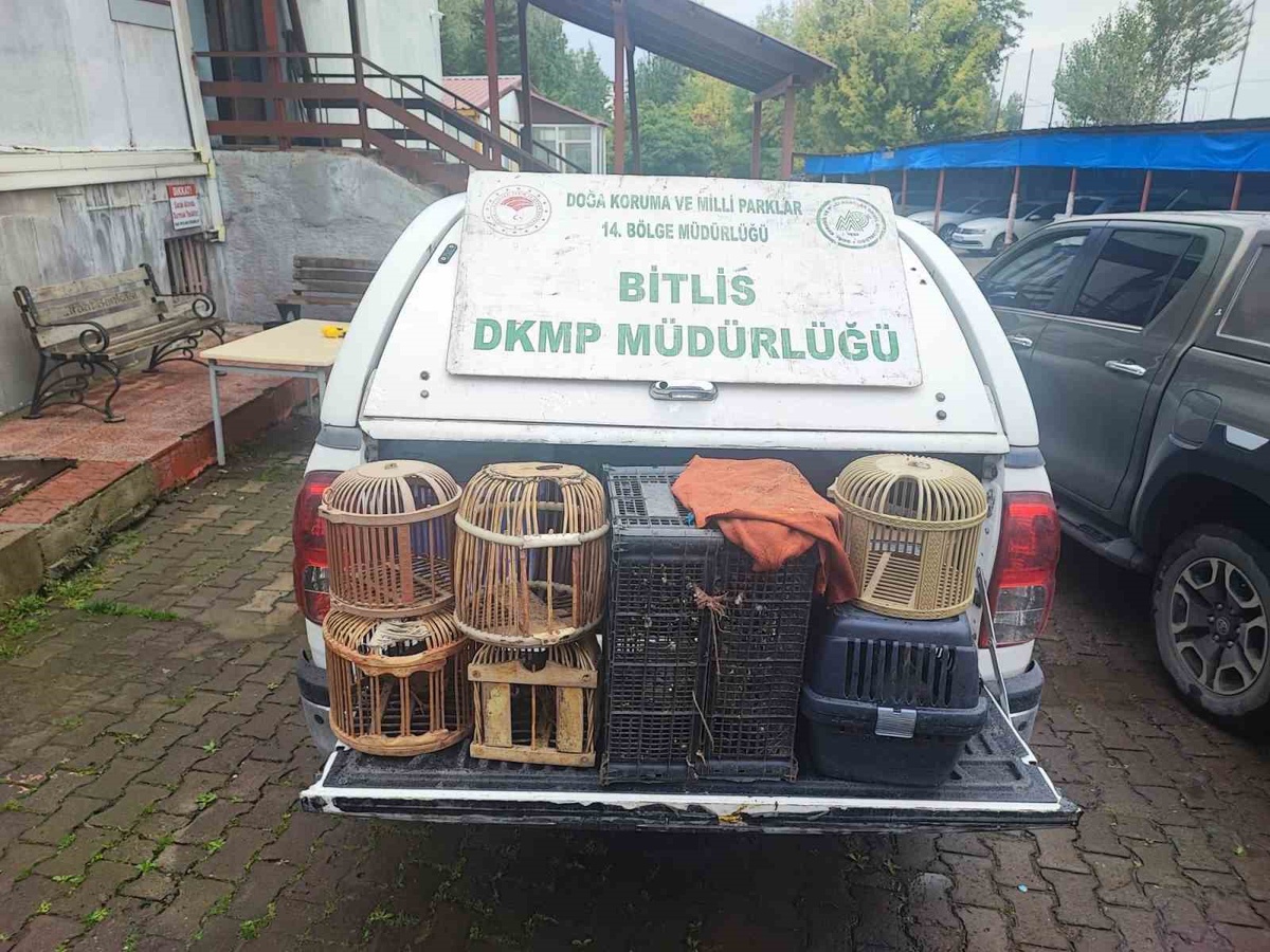 Bitlis Güroymak'ta göçer çadırlarındaki aramada kaçak avlanmış keklikler bulundu