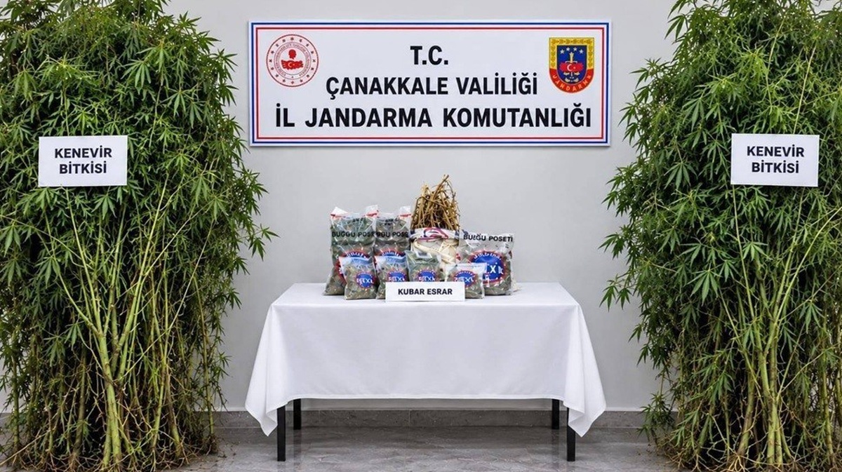 Çanakkale Bayramiç ve Ayvacık'ta 50 kök kenevir ele geçirildi, 1 şüpheli tutuklandı