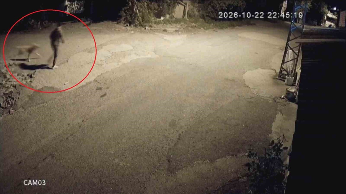 Hatay'da cebinden çıkardığı tasmayı takıp götürdü! Ailenin köpeği Tomi kamerada böyle çalındı
