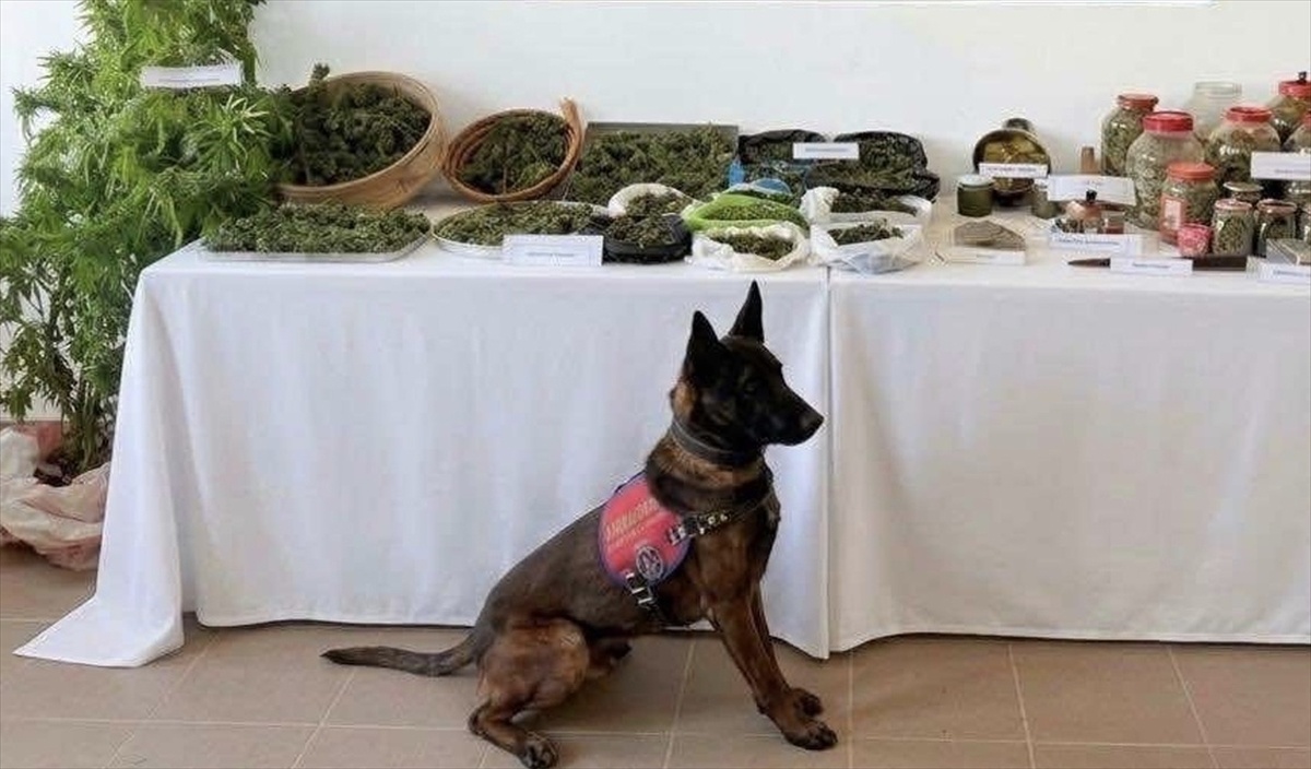 Eceabat'ta operasyonda 1 şüpheli gözaltına alındı, 13 kilogram esrar ele geçirildi