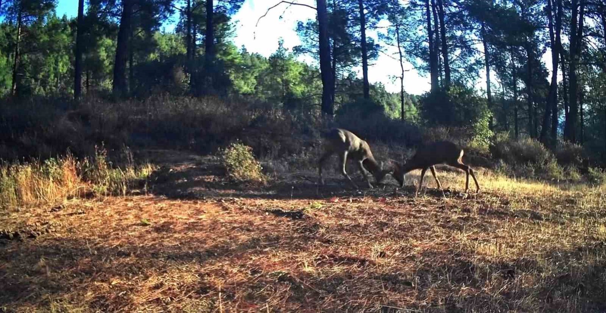 Ganos Dağları'nda fotokapanlar iki karacanın boynuz boynuza mücadelesini kaydetti