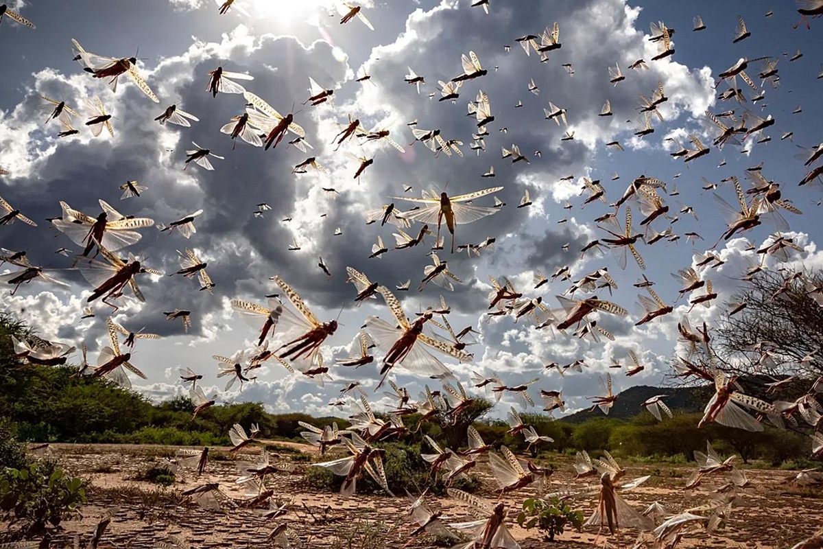 Gökyüzünü kaplayan istila! 64 kilometrelik çekirge sürüsü dehşeti