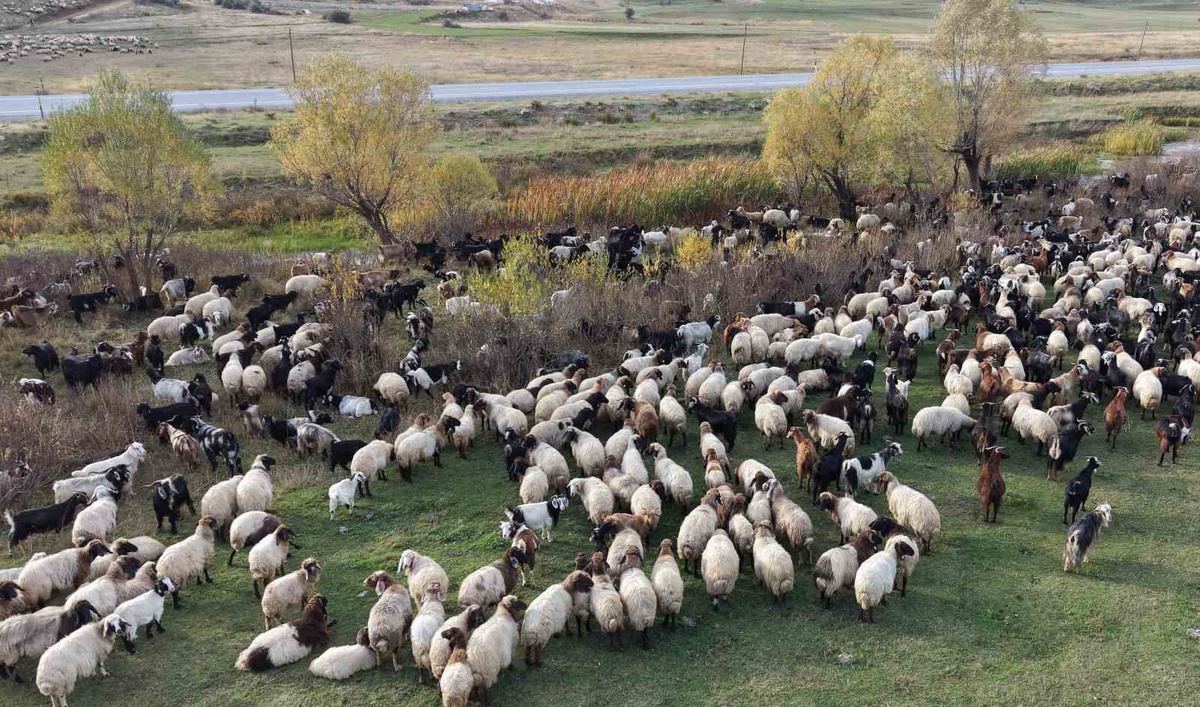 Van ve Bitlis yaylalarından göçerler, binlerce küçükbaş hayvanla Siirt'e yola çıktı