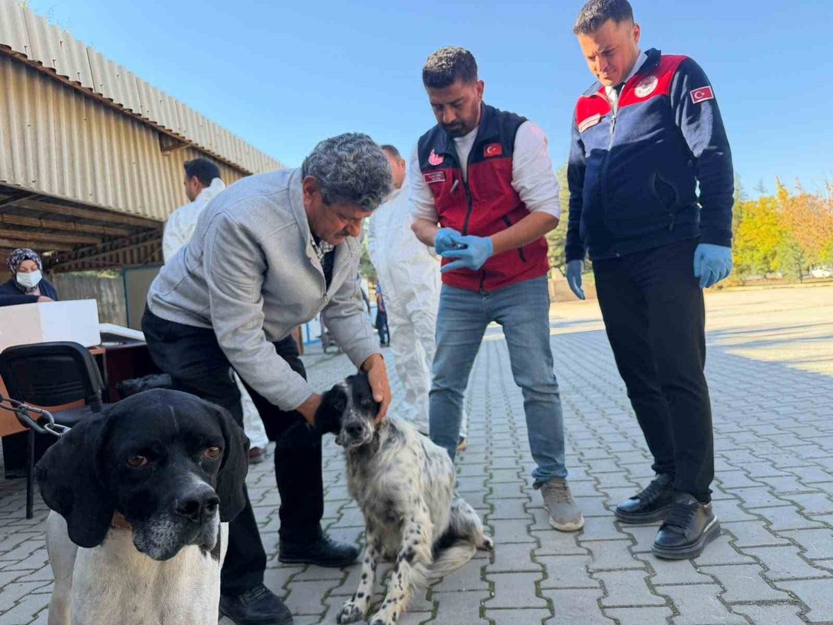 Afşin'de 230 hayvana kuduz aşısı yapıldı, 60 kedi ve köpeğe mikroçip takıldı