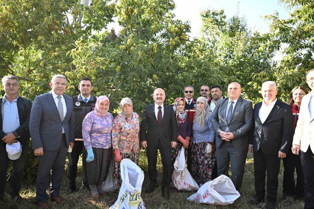 Aydın kestanesinde hasat başladı, kent 25 bin 362 tonla Türkiye ikincisi