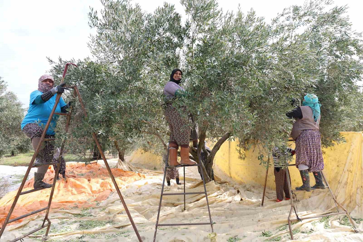 Aydın'da zeytin hasadı kadınlara kaldı! Gündeliği 1000 TL'den çalışıyorlar