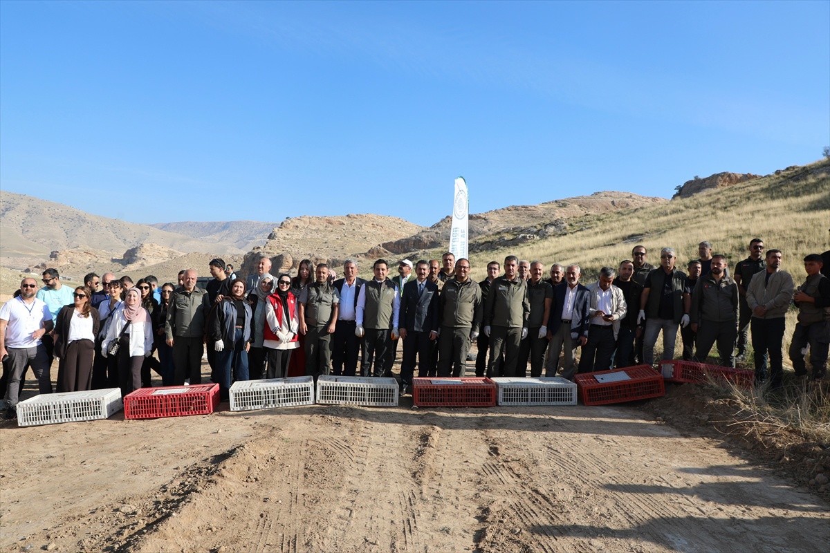 Batman Hasankeyf'te ceylan ve kınalı keklikler doğaya salındı