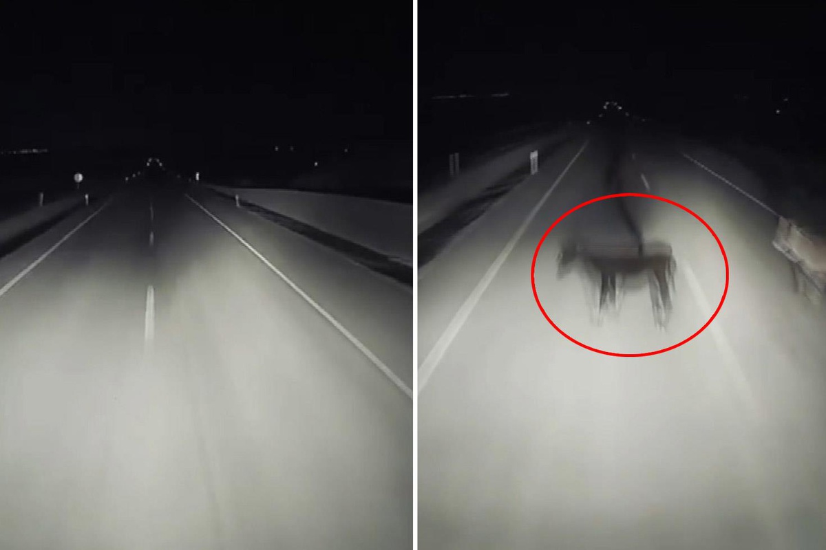 Görüntü Türkiye'den! Gecenin karanlığında dehşete düşüren olay