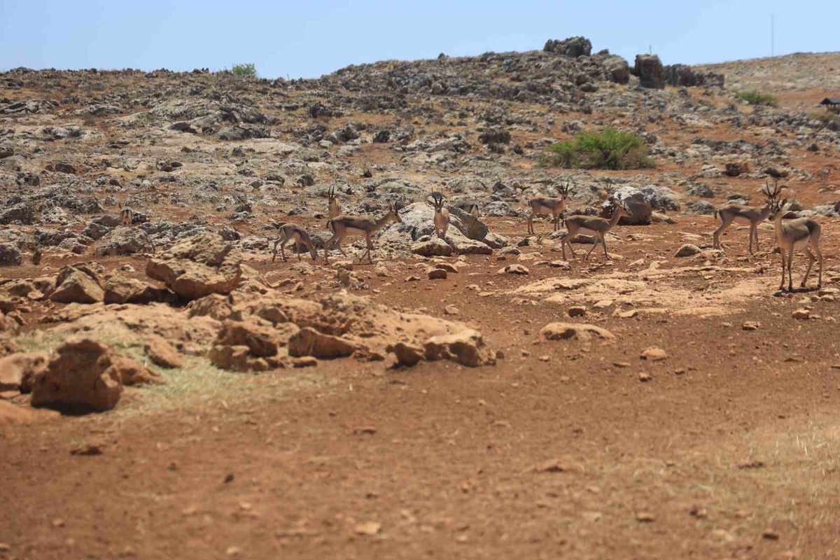Hatay'da dağ ceylanı yaşam alanını izinsiz süren şahsa 699 bin 245 TL ceza verildi