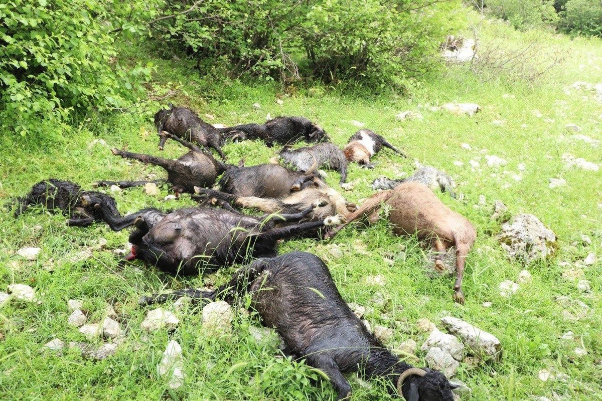 Kahramanmaraş Türkoğlu'nda kurt saldırısında 5 hayvan telef oldu, inceleme başlatıldı