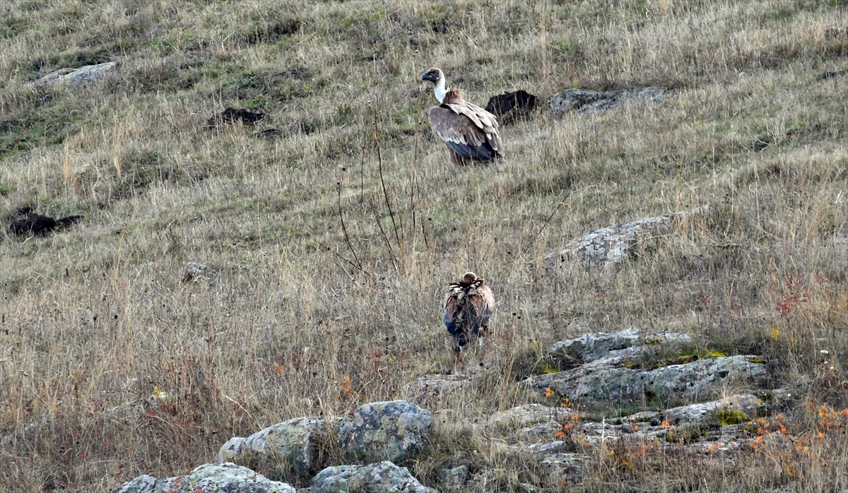 Kars Sarıkamış'ta kara ve kızıl akbabalar leş başında görüntülendi