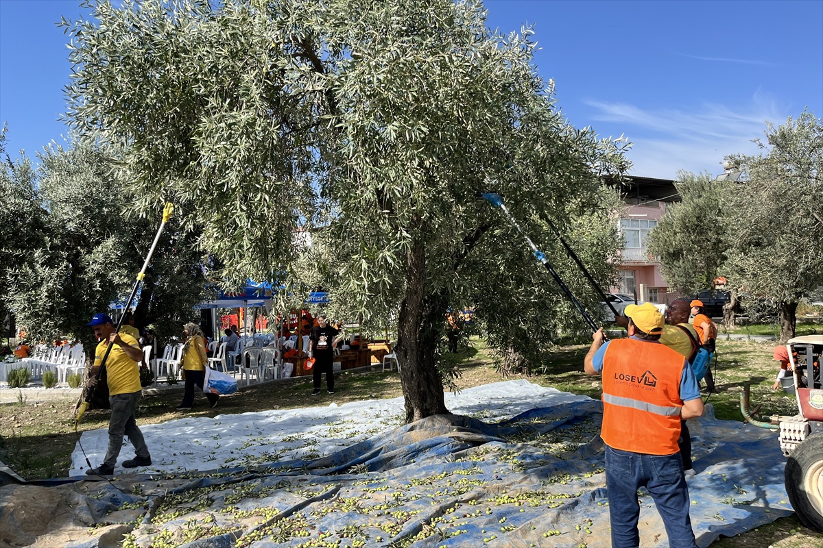 Tarsus'ta İyilik Hasadı'nda zeytinlerin geliri lösemili çocuklar için kullanılacak