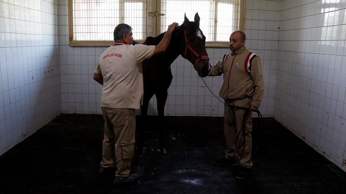 ABD'de Triple Crown'u engelleyen Victory Gallop, 31 yaşında İzmit'te emekli oldu