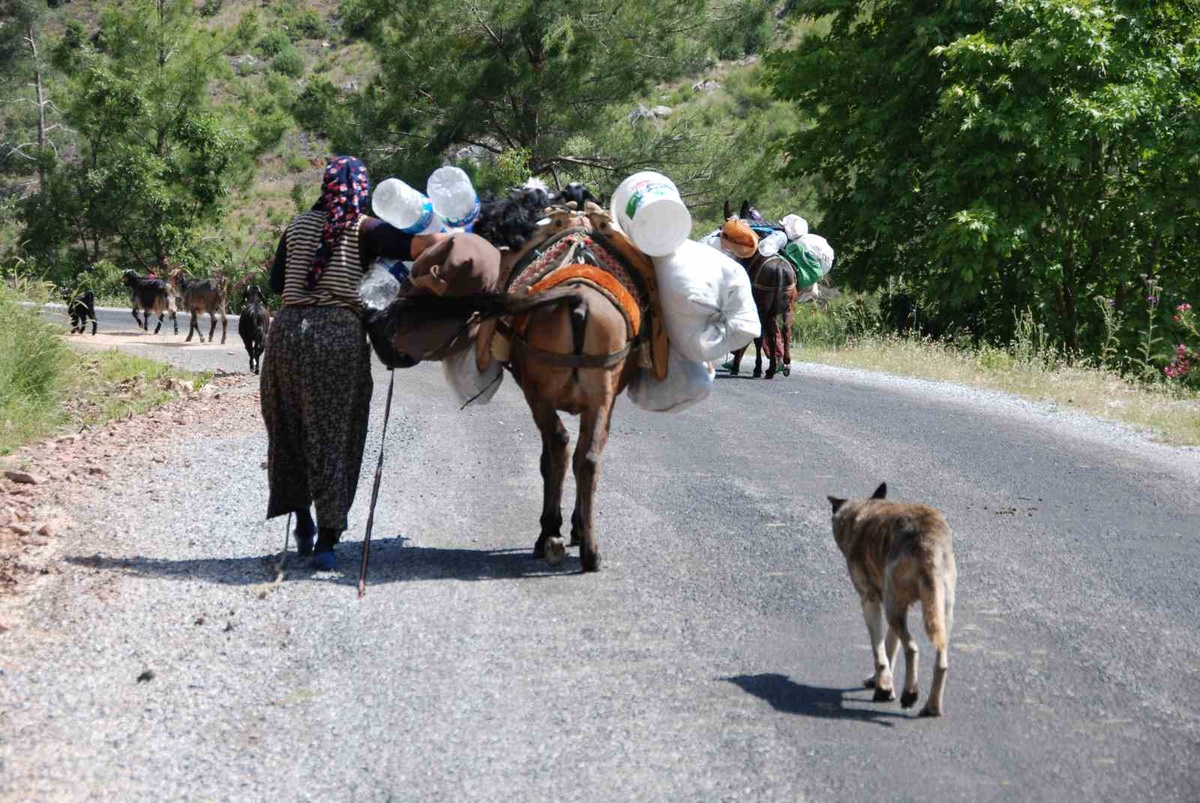 Alanya'dan yaylaya çıkan Yörükler, havaların soğumasıyla sahile dönüyor