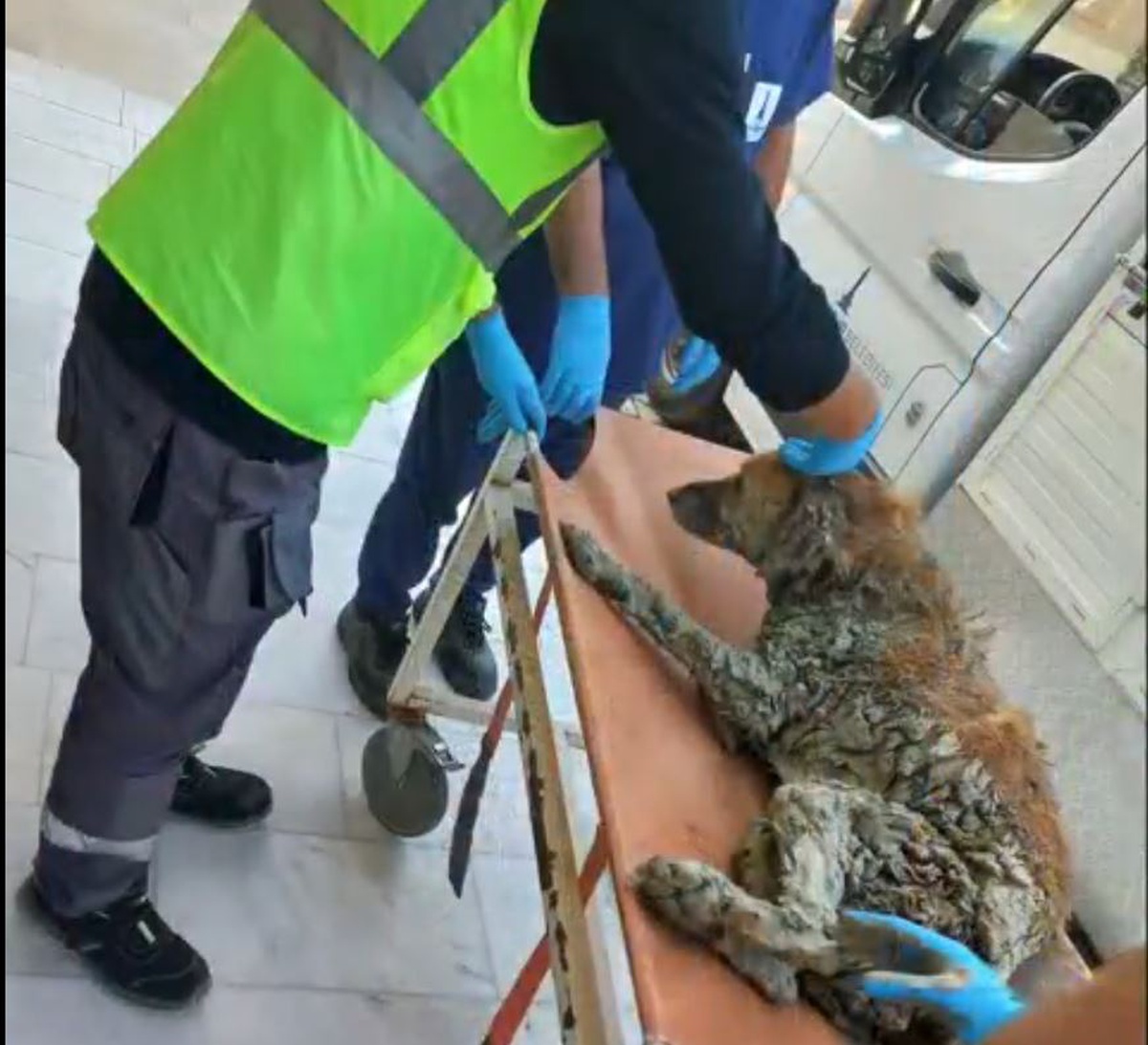 Bakan Çiftçi, Buca'da çamurdan kurtarılan köpeğe Şanslı adı verildiğini açıkladı