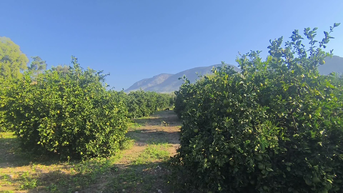 Kozan'da limon üreticileri 30 liradan 7,5 liraya düşen fiyat için destek istiyor