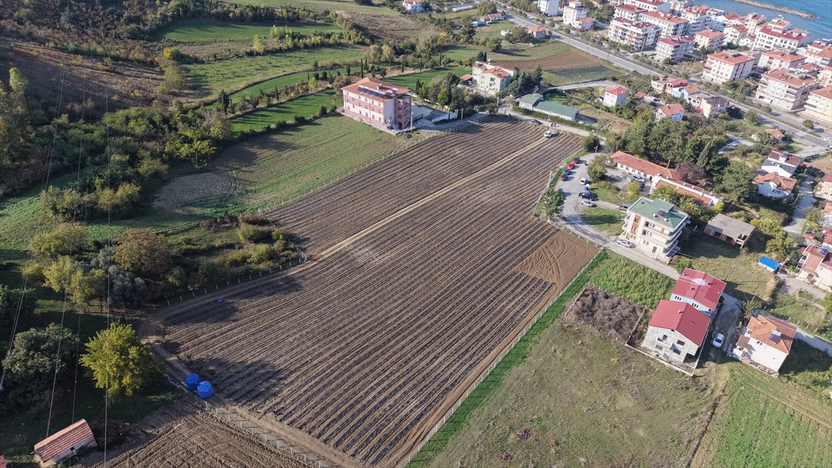 Yakakent’te iki kadın aronya dikti