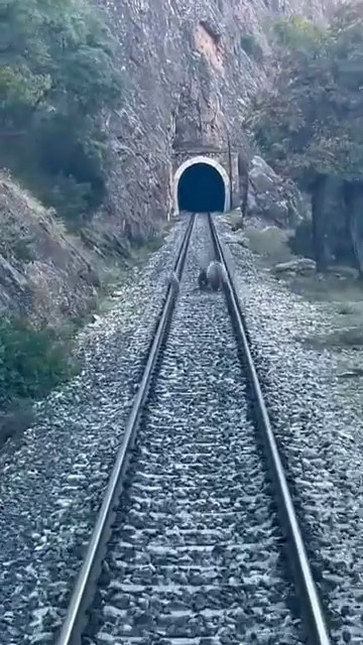 Sivas Divriği'de anne ayı ve iki yavrusu yolcu treninin geçişini engelledi