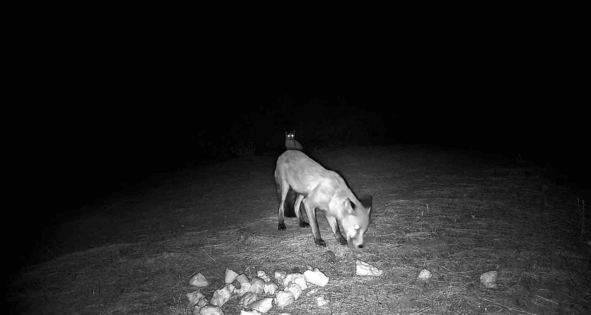 Ganos Dağları'nda fotokapanlara tilki ve kedi yansıdı