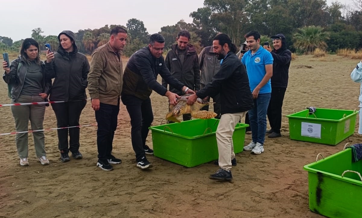 İzmir'de 4 caretta caretta tedavi sonrası denize bırakıldı, DEKAMER toplamı 408 oldu