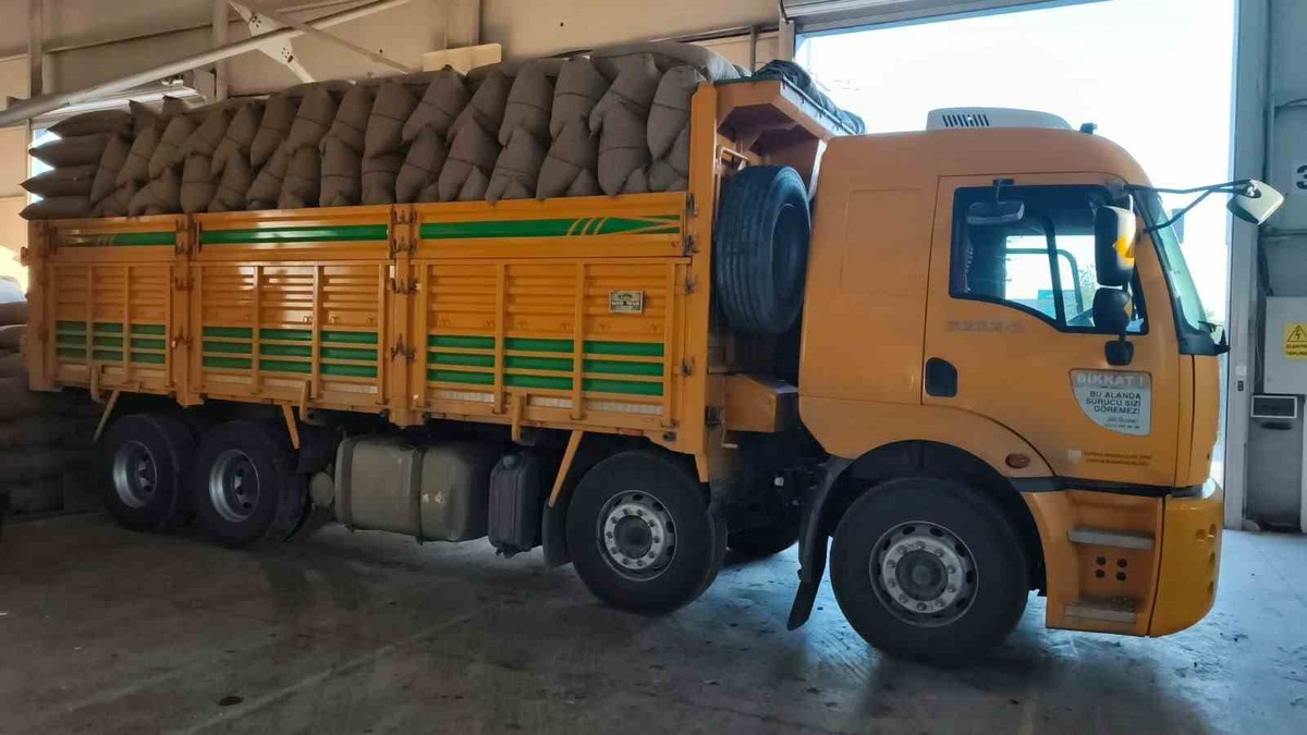 Kastamonu İnebolu'da TMO 200 üreticiden 100 tonu aşkın fındık alıp 22 milyon TL ödedi