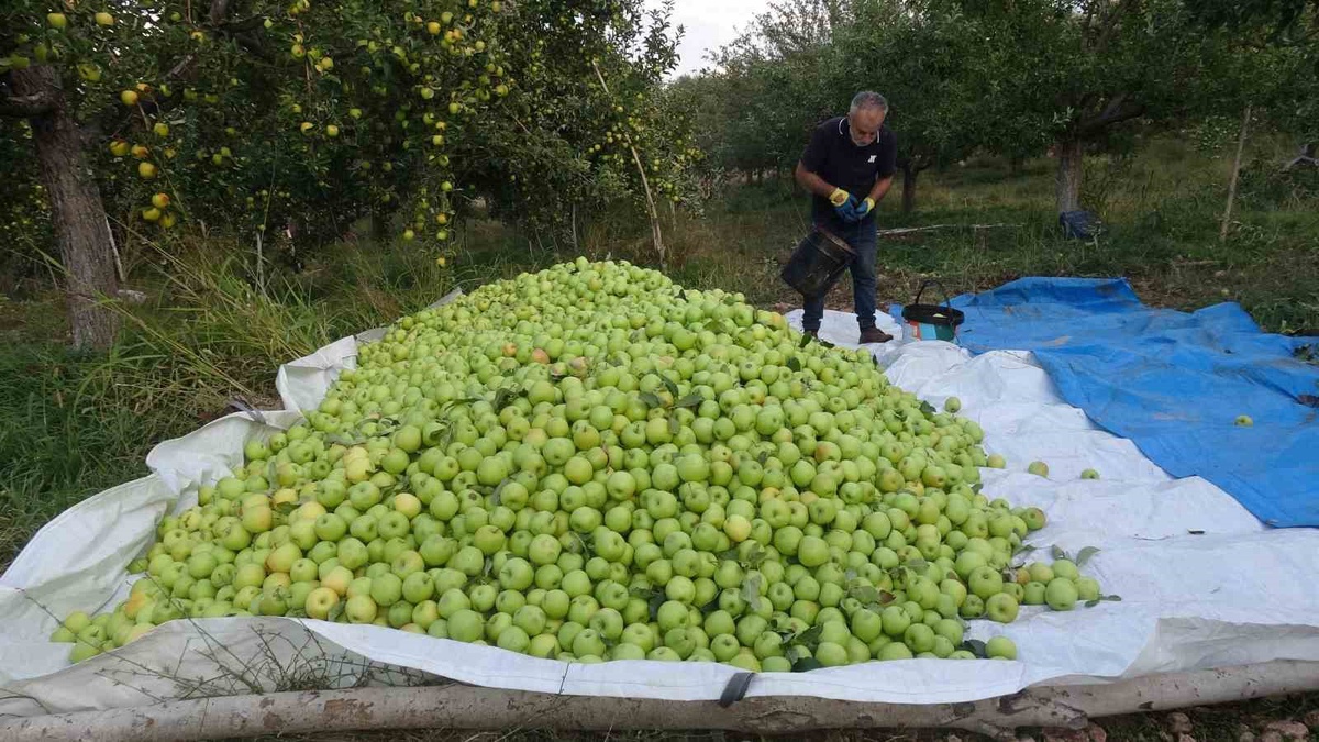 Malatya Doğanşehir'de 13 dönümden 70 ton birinci sınıf elma bekleniyor
