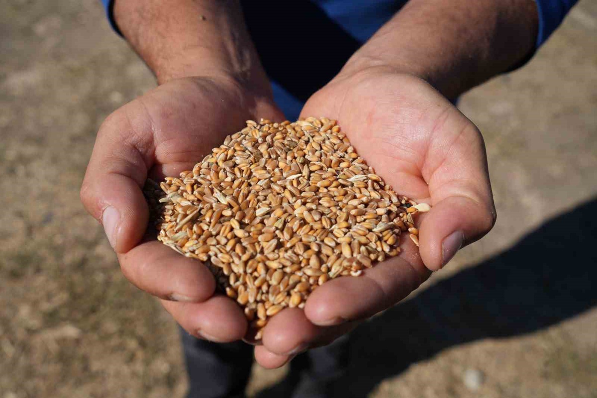 Sertifikalı tohum desteğinde başvurular başladı, son gün 31 Ağustos 2027