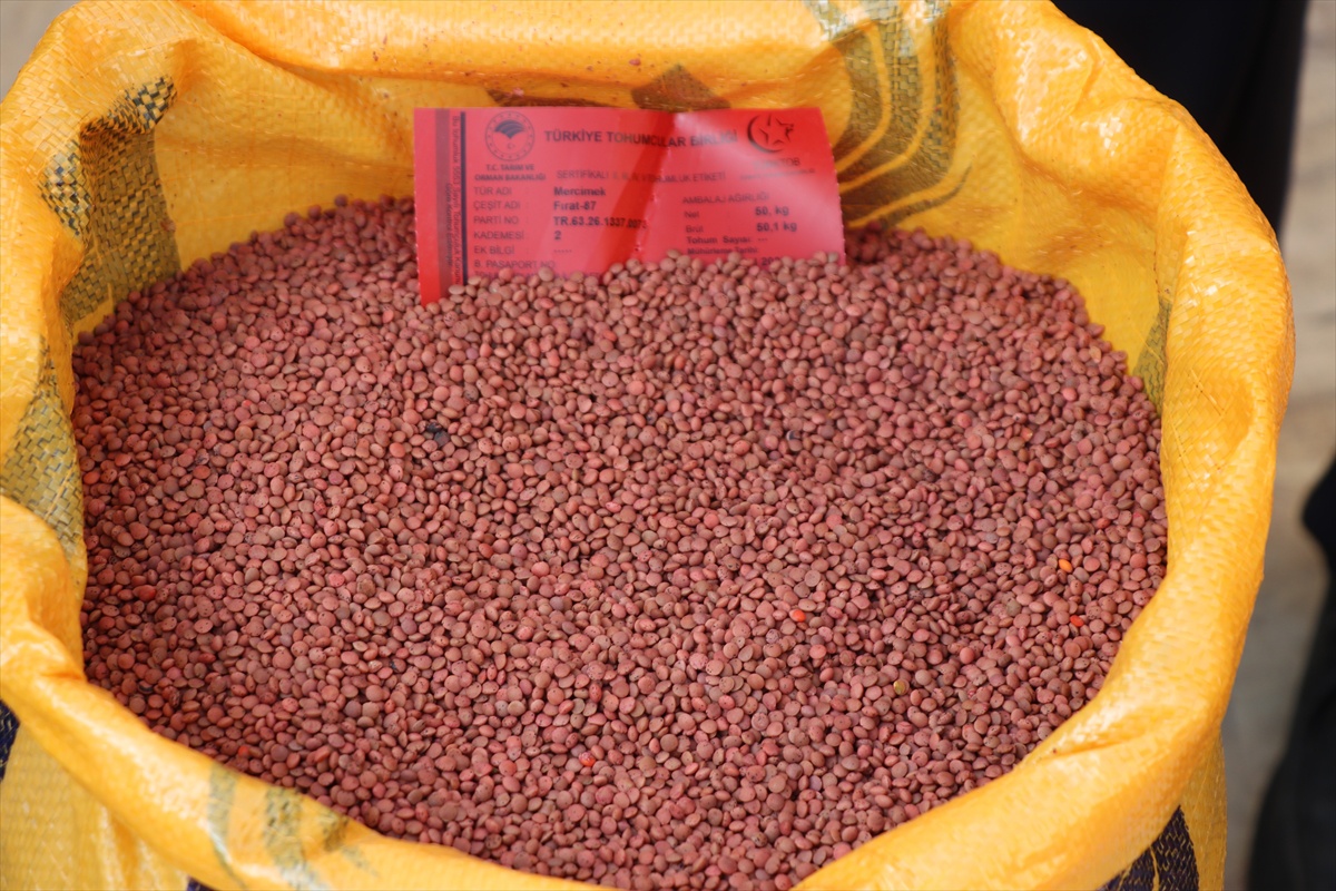 Siirt'te 600 üreticiye 176 ton kırmızı mercimek tohumu yüzde 75 hibeyle dağıtılıyor