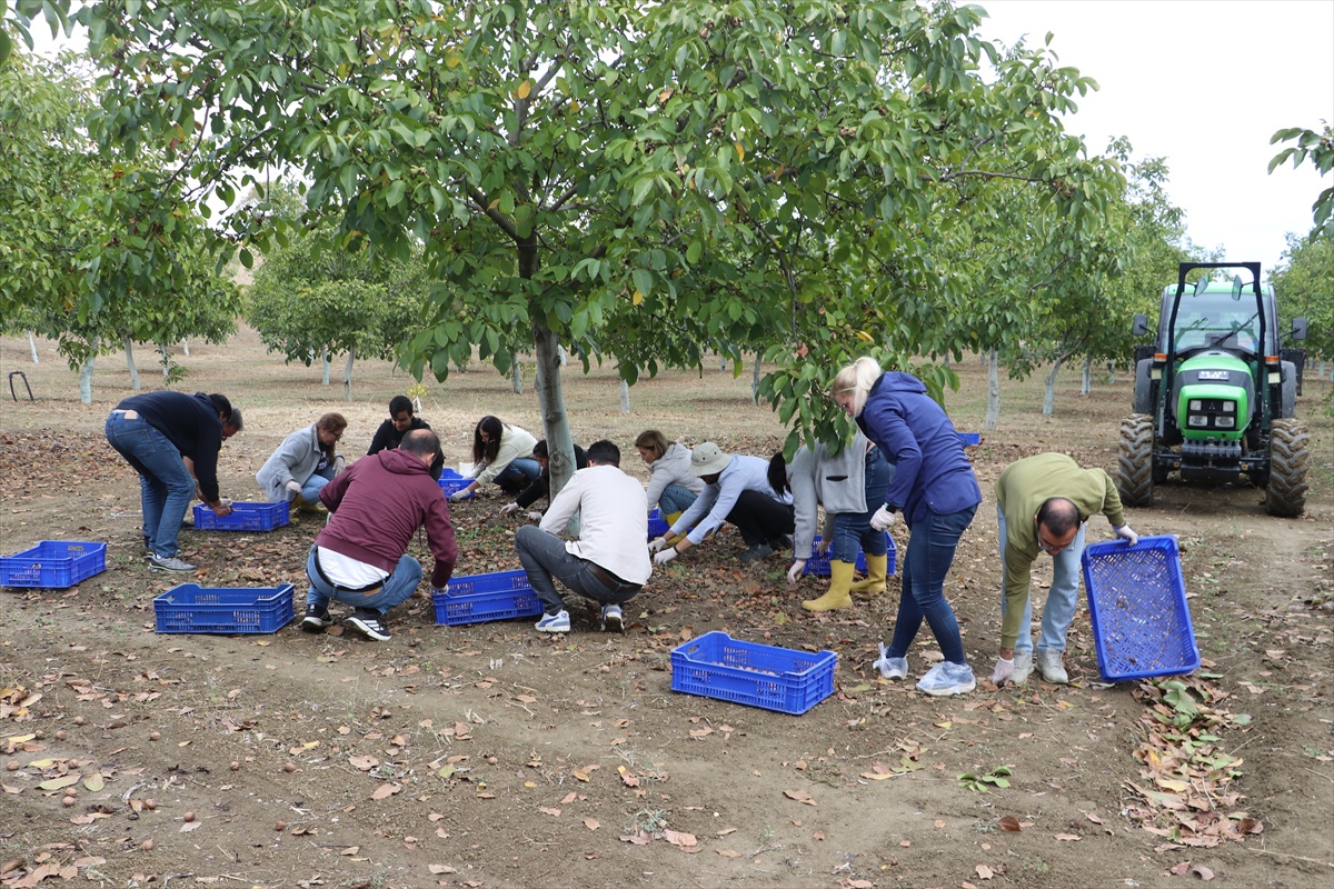 Tekirdağ Bağcılık Araştırma Enstitüsü'nde 6,5 ton ceviz rekoltesi bekleniyor