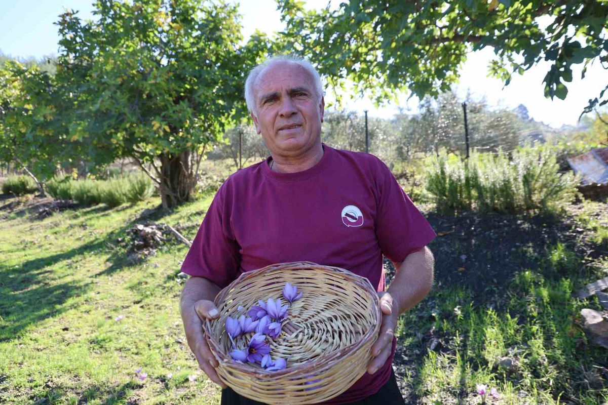 Adana Kozan'da safran hasadı başladı, 500-600 gram rekolte bekleniyor