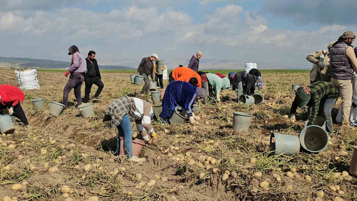 Adilcevaz'da patates hasadı sürüyor, mevsimlik işçiler zorlu mesai yapıyor