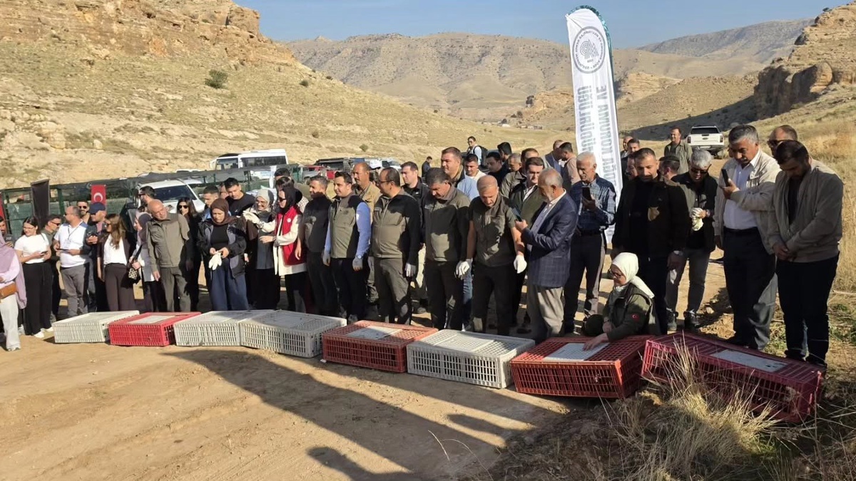 Batman'da yaban hayatını desteklemek için 300 keklik doğaya salındı