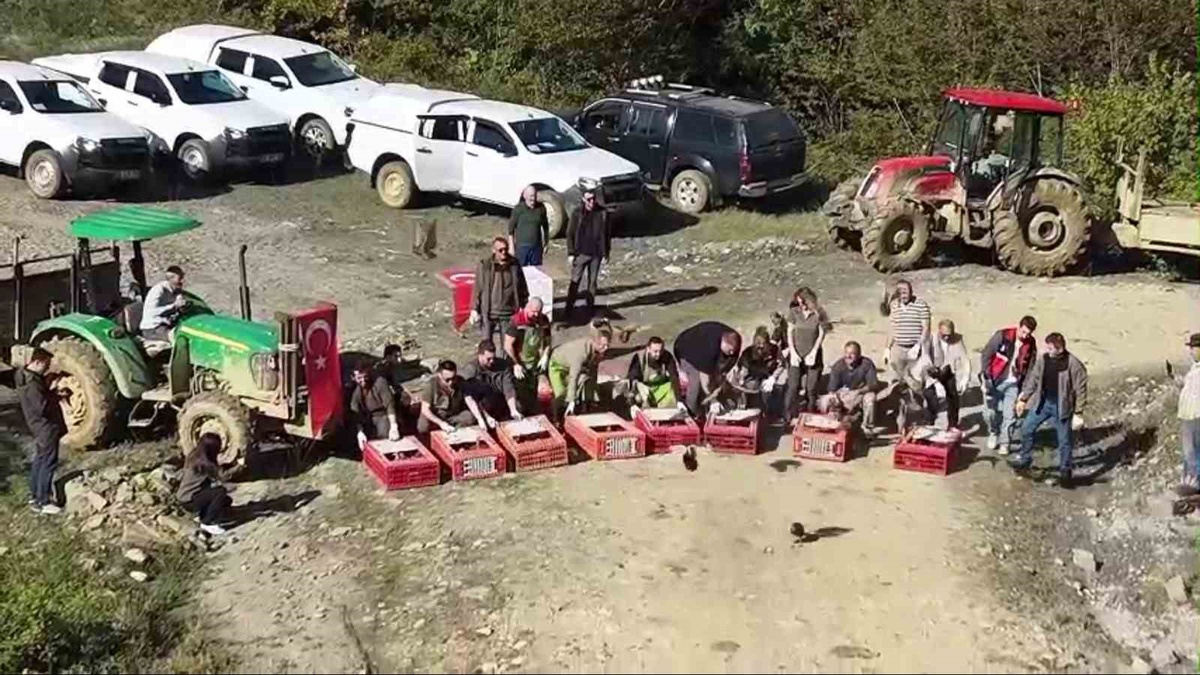 DKMP, biyolojik çeşitlilik için Sinop'ta 550 sülünü doğayla buluşturdu