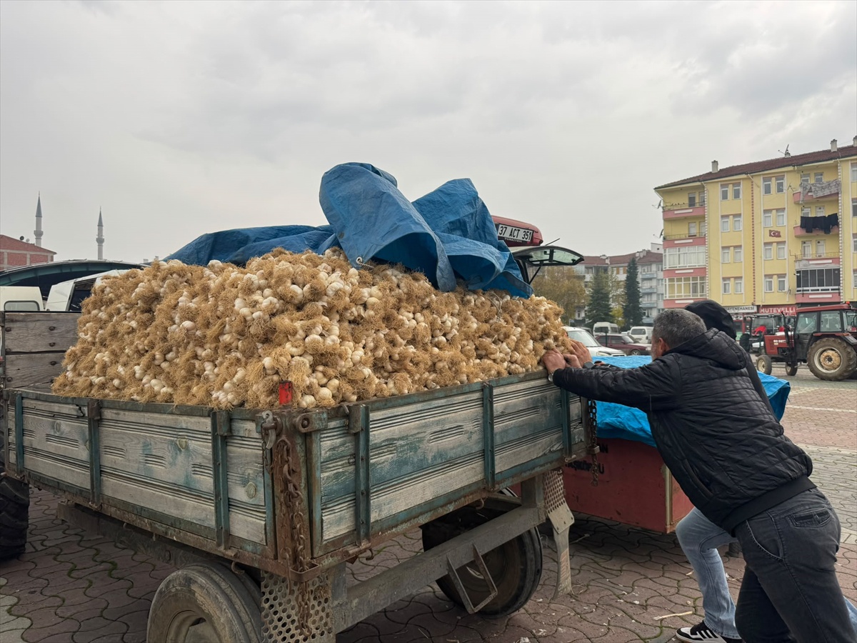 Taşköprü Sarımsak Pazarı'nda sarımsak 20 ile 150 lira arasında alıcı buluyor