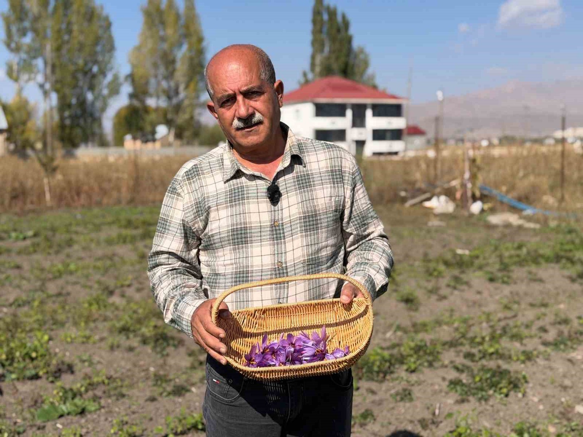 Yüksekova'da esnaflığı bırakan çiftçi, kilosu 900 bin liralık safran hasadına başladı