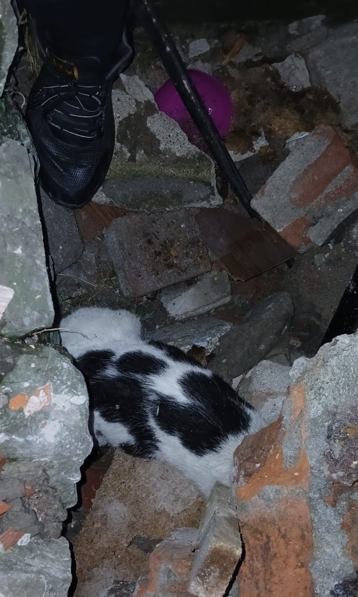 Zonguldak'ta 6 gün önce çöken binanın enkazından kedi çıktı! Molozları kaldıran işçiler sesini duydu