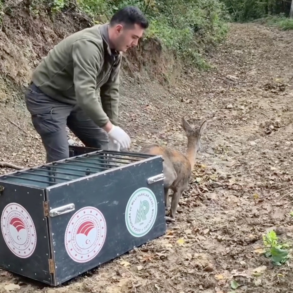 Bartın'da yaralı karacayı tedavi eden Doğa Koruma ekipleri hayvanı doğaya bıraktı