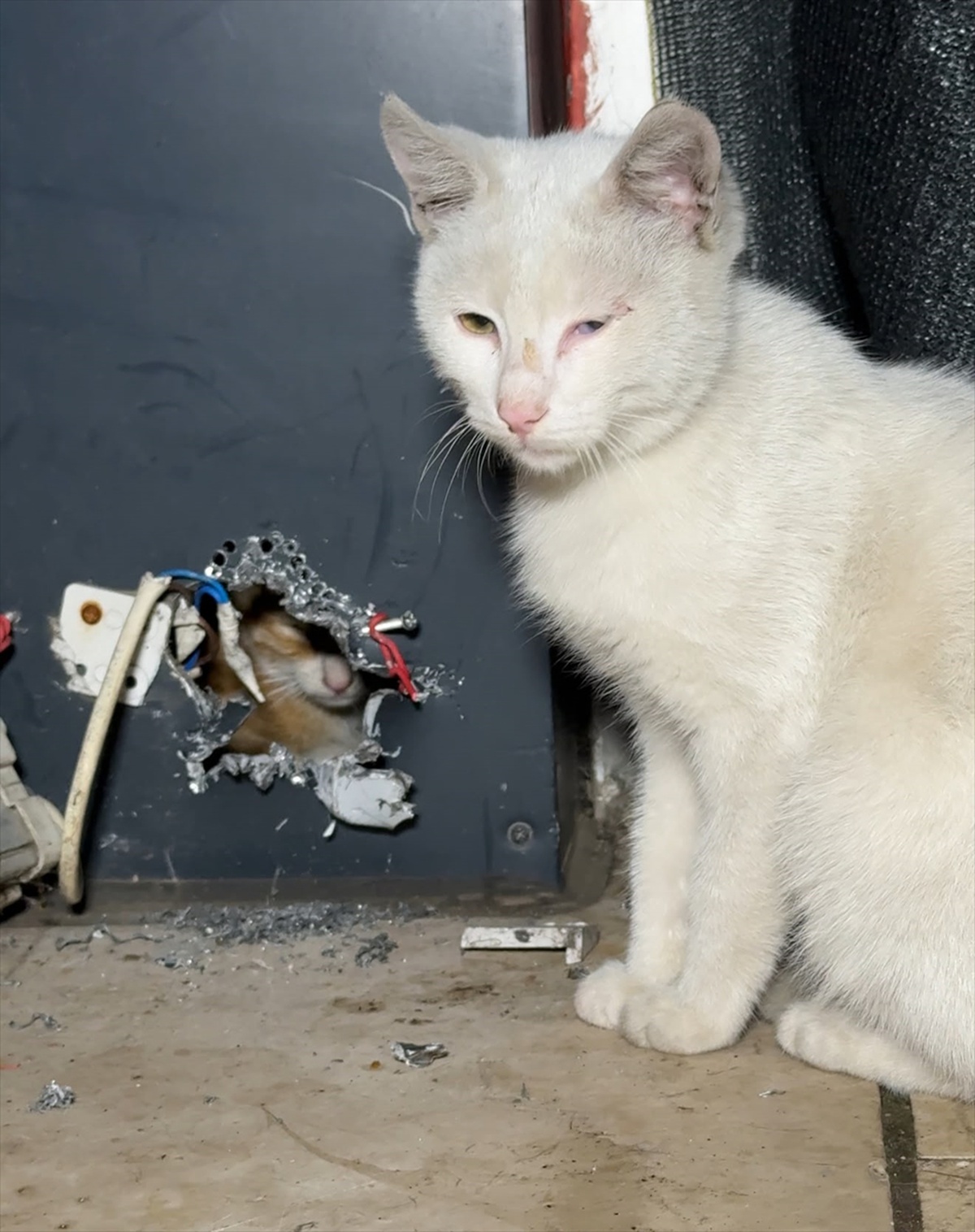 Düzce'de reklam panosunda mahsur kalan kedi yavrusu itfaiye erlerince kurtarıldı