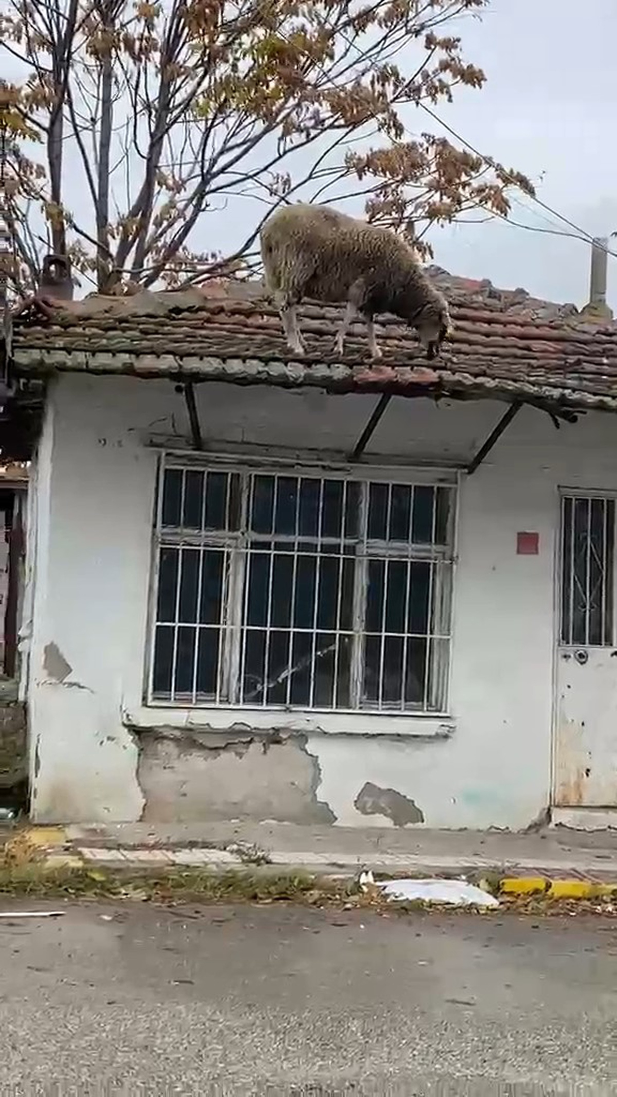 Edirne Lalapaşa'da bir koyun tek katlı evin çatısında otlamaya başladı