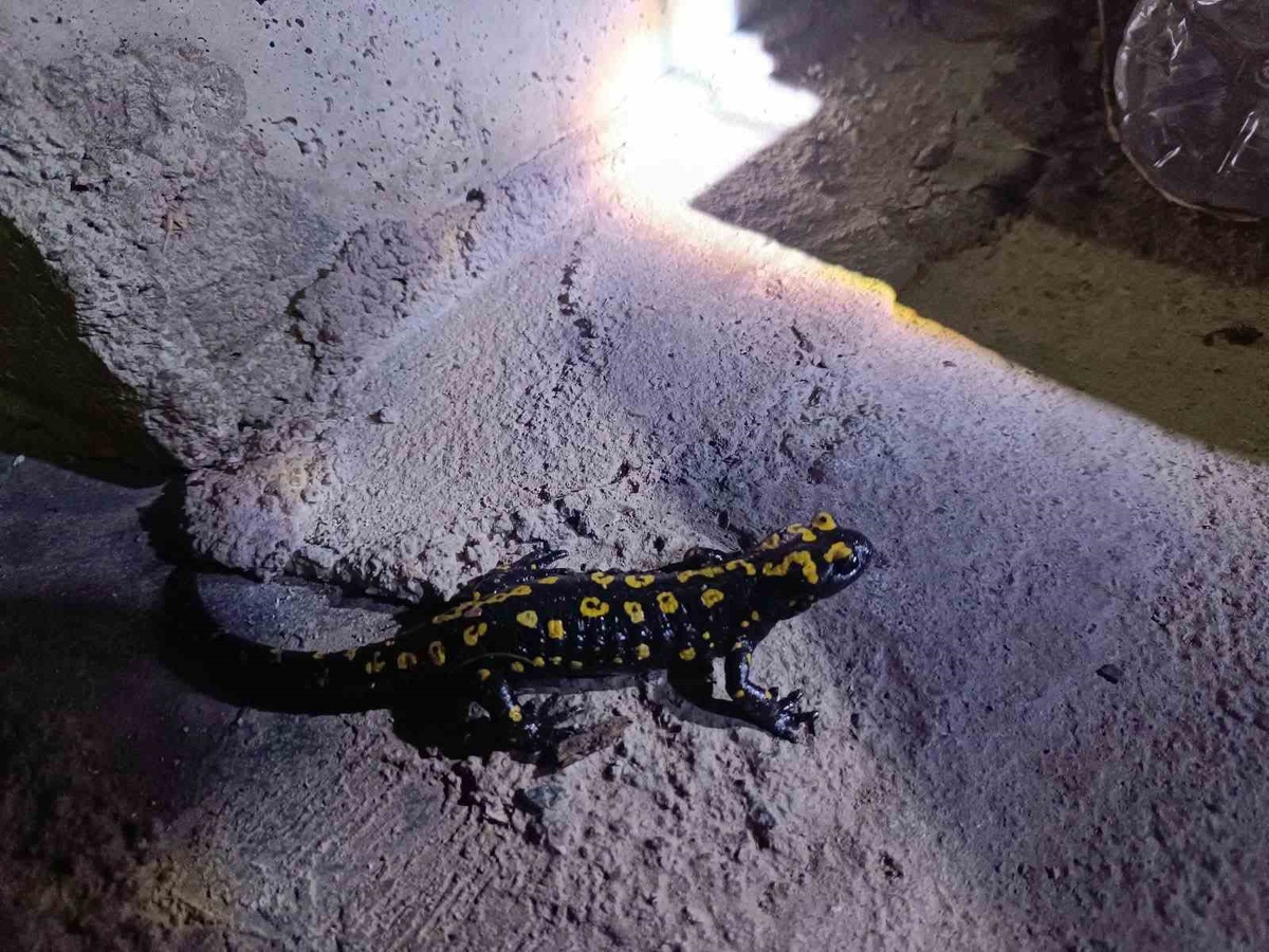 Elazığ Sivrice'de nesli tükenmekte olan benekli semender ev önünde görüntülendi
