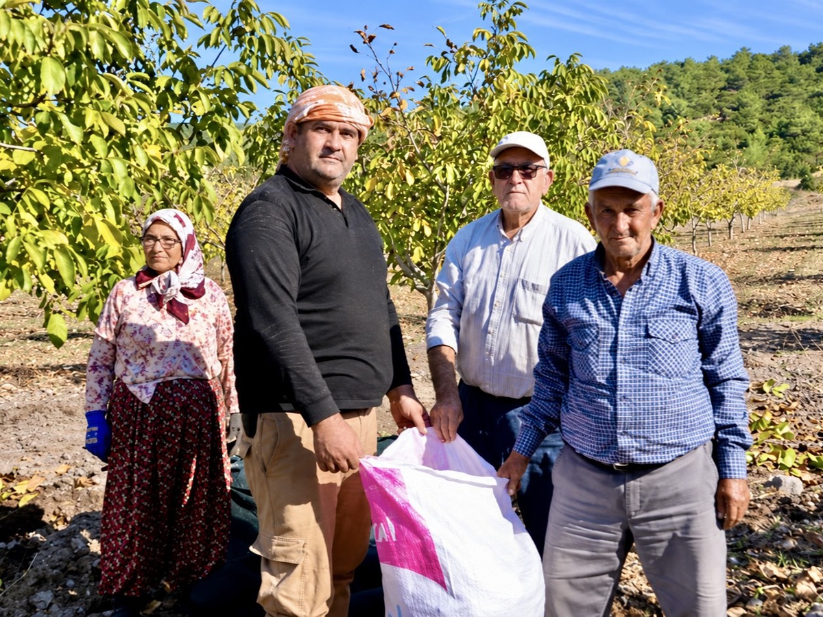 Manisa Akhisar'da 26 hektarlık ağaçlandırmada 4 ton ceviz hasadı hedefleniyor