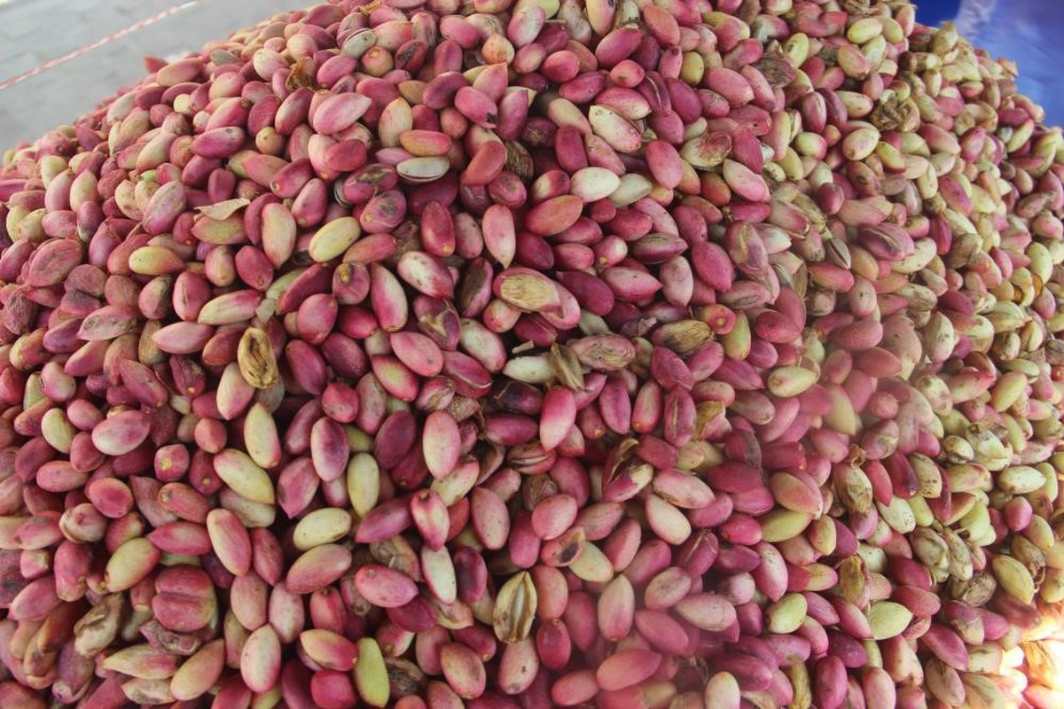 USDA'dan Antep fıstığında yüzde 10'a yakın artışla 130 bin ton rekolte tahmini