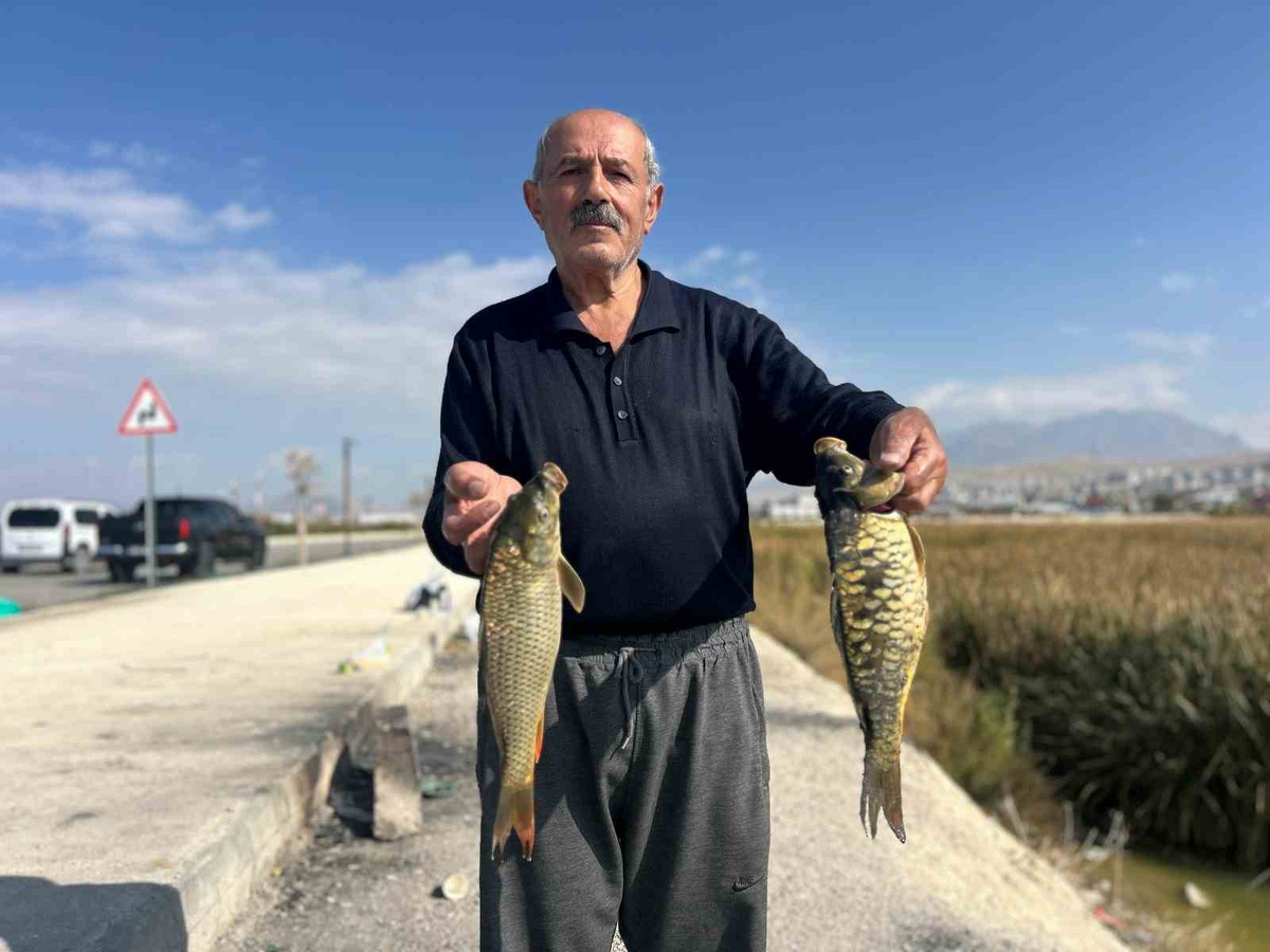 Van Edremit'te sazlık alandaki aynalı sazanlar amatör balıkçıların ilgisini çekiyor.